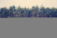 Lạ lùng những chú cừu mang sắc cầu vồng