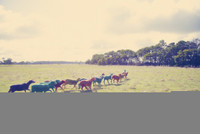 Lạ lùng những chú cừu mang sắc cầu vồng