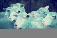 Lạ lùng những chú cừu mang sắc cầu vồng