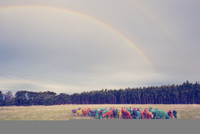 Lạ lùng những chú cừu mang sắc cầu vồng