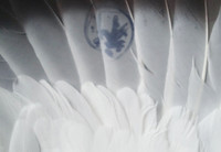 Bắt được chim bồ câu có ký tự lạ trên đôi cánh ảnh 2