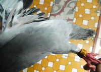 Bắt được chim bồ câu có ký tự lạ trên đôi cánh ảnh 3