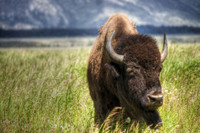 Những loài động vật hoang dã tuyệt đẹp ở Bắc Mỹ ảnh 5