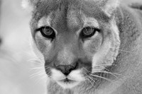 Những loài động vật hoang dã tuyệt đẹp ở Bắc Mỹ ảnh 3