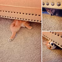 Chùm ảnh hài hước về 20 kiểu trốn tìm của loài chó