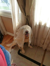 Chùm ảnh hài hước về 20 kiểu trốn tìm của loài chó