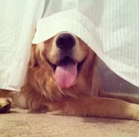 Chùm ảnh hài hước về 20 kiểu trốn tìm của loài chó