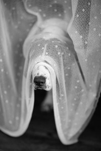 Chùm ảnh hài hước về 20 kiểu trốn tìm của loài chó