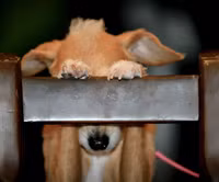 Chùm ảnh hài hước về 20 kiểu trốn tìm của loài chó