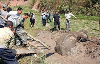 Người dân chung sức cứu chú voi bị kẹt trong vũng lầy ảnh 5