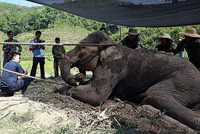 Người dân chung sức cứu chú voi bị kẹt trong vũng lầy ảnh 6