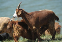 Năm Mùi, ngắm ảnh cực yêu về loài dê ảnh 7 dê, năm mùi, ất mùi, đáng yêu, hình ảnh