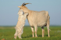 Năm Mùi, ngắm ảnh cực yêu về loài dê ảnh 2 dê, năm mùi, ất mùi, đáng yêu, hình ảnh