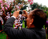 Hoàng thành Thăng Long thắm sắc hoa anh đào Nhật Bản ảnh 3