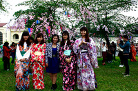 Hoàng thành Thăng Long thắm sắc hoa anh đào Nhật Bản ảnh 6