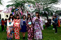 Hoàng thành Thăng Long thắm sắc hoa anh đào Nhật Bản ảnh 6