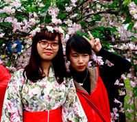 Hoàng thành Thăng Long thắm sắc hoa anh đào Nhật Bản ảnh 4