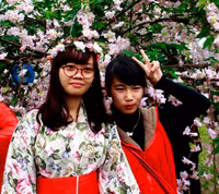 Hoàng thành Thăng Long thắm sắc hoa anh đào Nhật Bản ảnh 4