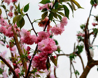 Hoàng thành Thăng Long thắm sắc hoa anh đào Nhật Bản ảnh 2 Hoàng thành Thăng Long thắm sắc hoa anh đào Nhật Bản ảnh 2