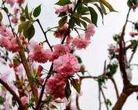 Hoàng thành Thăng Long thắm sắc hoa anh đào Nhật Bản ảnh 2