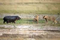 Hai chú sư tử đói bất lực, loay hoay trước con hà mã ảnh 2