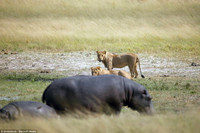 Hai chú sư tử đói bất lực, loay hoay trước con hà mã ảnh 5