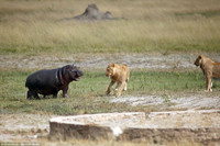 Hai chú sư tử đói bất lực, loay hoay trước con hà mã ảnh 4