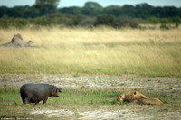 Hai chú sư tử đói bất lực, loay hoay trước con hà mã ảnh 3