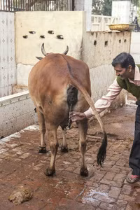 Ấn Độ: Giải khát bằng... nước tiểu bò ảnh 12