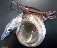 13 bức ảnh động vật lạ lùng nhất năm 2014 ảnh 4