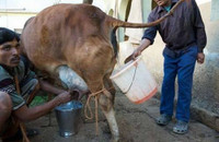 Ấn Độ: Giải khát bằng... nước tiểu bò ảnh 14 Ấn Độ: Giải khát bằng... nước tiểu bò ảnh 14