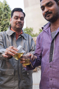 Ấn Độ: Giải khát bằng... nước tiểu bò ảnh 8 Ấn Độ: Giải khát bằng... nước tiểu bò ảnh 8