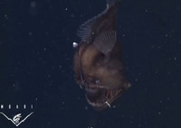 13 bức ảnh động vật lạ lùng nhất năm 2014 ảnh 3