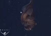 13 bức ảnh động vật lạ lùng nhất năm 2014 ảnh 3