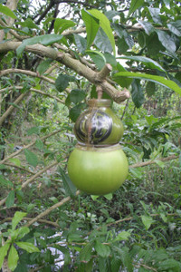 Ngắm vườn đào tiên hình hồ lô, hình thỏi vàng giá bạc triệu ảnh 2