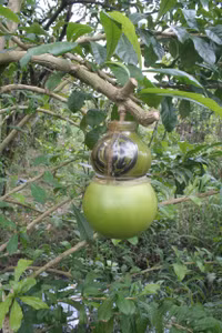 Ngắm vườn đào tiên hình hồ lô, hình thỏi vàng giá bạc triệu ảnh 2 Ngắm vườn đào tiên hình hồ lô, hình thỏi vàng giá bạc triệu ảnh 2