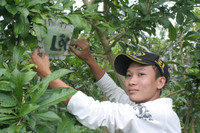 Ngắm vườn đào tiên hình hồ lô, hình thỏi vàng giá bạc triệu ảnh 3