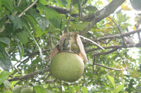 Ngắm vườn đào tiên hình hồ lô, hình thỏi vàng giá bạc triệu ảnh 6