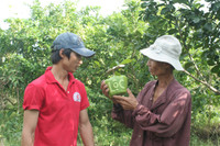 Ngắm vườn đào tiên hình hồ lô, hình thỏi vàng giá bạc triệu ảnh 8