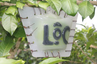 Ngắm vườn đào tiên hình hồ lô, hình thỏi vàng giá bạc triệu ảnh 4