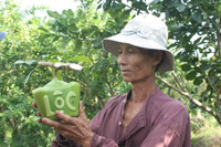 Ngắm vườn đào tiên hình hồ lô, hình thỏi vàng giá bạc triệu ảnh 9