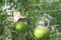 Ngắm vườn đào tiên hình hồ lô, hình thỏi vàng giá bạc triệu ảnh 7