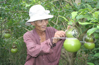 Ngắm vườn đào tiên hình hồ lô, hình thỏi vàng giá bạc triệu ảnh 1