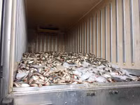 Bạc Liêu: Xe tải “ùn ứ” vì cầu vượt thi công “ì ạch” ảnh 4