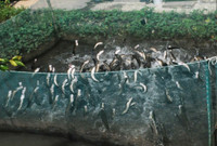 Về Cần Thơ xem đàn cá lóc biết “nhảy múa” ảnh 4 Về Cần Thơ xem đàn cá lóc biết “nhảy múa” ảnh 4