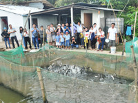 Về Cần Thơ xem đàn cá lóc biết “nhảy múa” ảnh 5 Về Cần Thơ xem đàn cá lóc biết “nhảy múa” ảnh 5