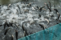 Về Cần Thơ xem đàn cá lóc biết “nhảy múa” ảnh 8 Về Cần Thơ xem đàn cá lóc biết “nhảy múa” ảnh 8