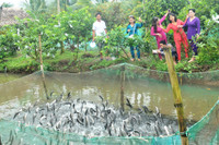 Về Cần Thơ xem đàn cá lóc biết “nhảy múa” ảnh 6 Về Cần Thơ xem đàn cá lóc biết “nhảy múa” ảnh 6