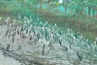 Về Cần Thơ xem đàn cá lóc biết “nhảy múa” ảnh 7 Về Cần Thơ xem đàn cá lóc biết “nhảy múa” ảnh 7