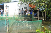 Về Cần Thơ xem đàn cá lóc biết “nhảy múa” ảnh 3 Về Cần Thơ xem đàn cá lóc biết “nhảy múa” ảnh 3